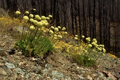 Eriogonum hirtellum