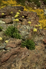 Eriogonum hirtellum