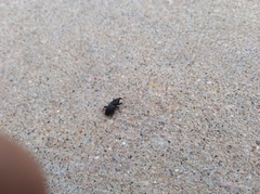 Sphenophorus cicatristriatus