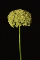 Eriogonum hirtellum