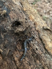 Plethodon cylindraceus