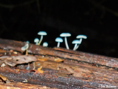 Mycena cyanocephala