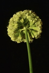Eriogonum hirtellum