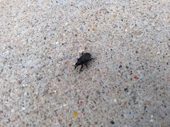 Sphenophorus cicatristriatus