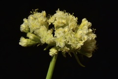 Eriogonum hirtellum