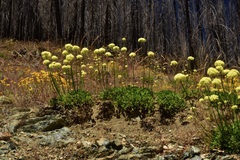 Eriogonum hirtellum
