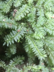 Racopilum moss