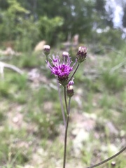 Vernonia acaulis