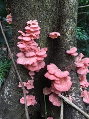 Pleurotus djamor roseus