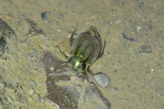 Anomala corpulenta