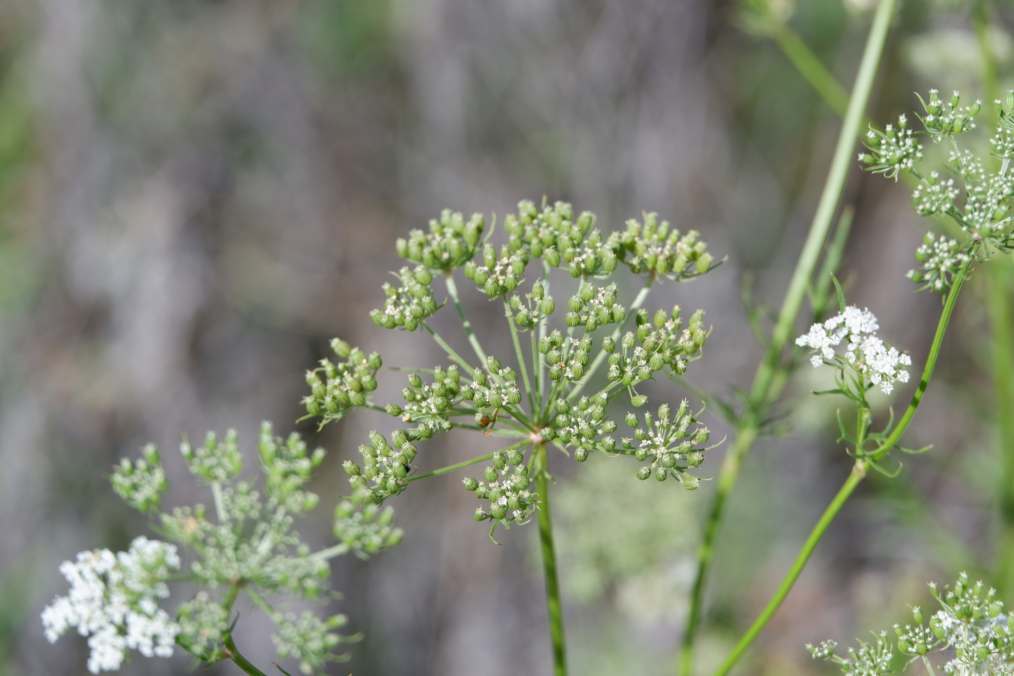 Daucosma laciniata