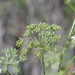 Meadow Daucosma - Photo (c) Bonnie Semmling, some rights reserved (CC BY), uploaded by Bonnie Semmling