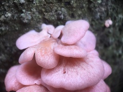 Pleurotus djamor roseus