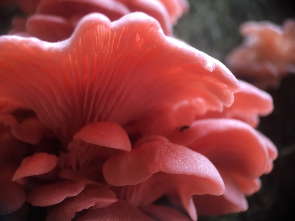 Pleurotus djamor roseus · June 2022 · photo: © deboas (iNaturalist, cc0)