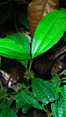 Miconia conglomerata