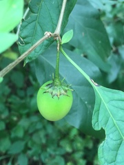 Solanaceae