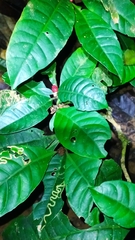 Eumachia kappleri