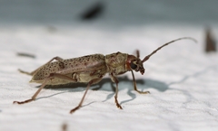 Brothylus gemmulatus