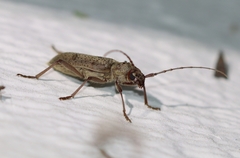 Brothylus gemmulatus