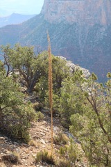 Agave utahensis kaibabensis
