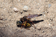 Stenopogon californiae