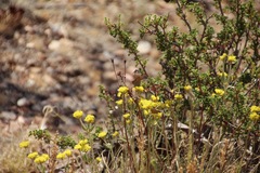 Oligogonum