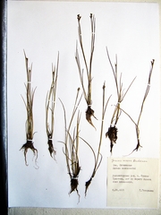 Juncus virens