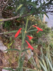 Penstemon barbatus torreyi