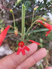 Penstemon barbatus torreyi