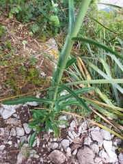 Penstemon barbatus torreyi