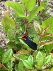 Ctenucha rubroscapus