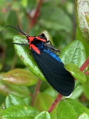 Ctenucha rubroscapus