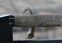 Sciurus carolinensis