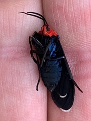 Ctenucha rubroscapus