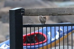 Sciurus carolinensis