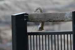 Sciurus carolinensis