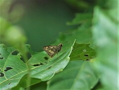 Ampittia dioscorides
