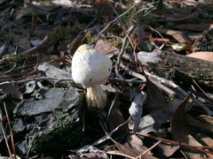 Austroboletus niveus