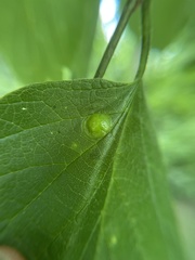 Pachypsylla celtidisumbilicus