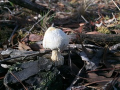Austroboletus niveus