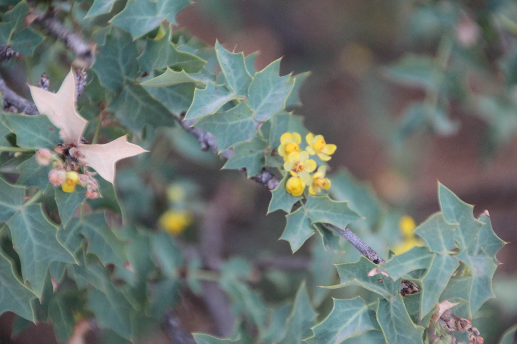 Berberis fremontii