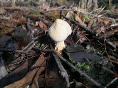 Austroboletus niveus