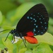 Atala - Photo (c) Dennis Vollmar, some rights reserved (CC BY), uploaded by Dennis Vollmar