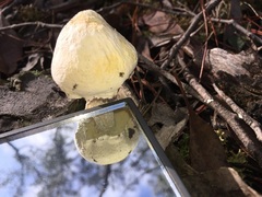Austroboletus niveus