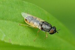 Odontomyia virgo