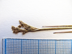 Juncus virens