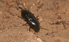 Harpalus dimidiatus
