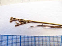 Juncus virens