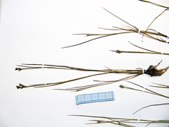 Juncus virens