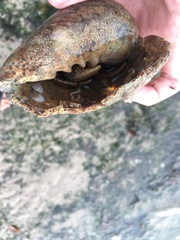 Clibanarius infraspinatus